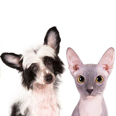 Cat and dog