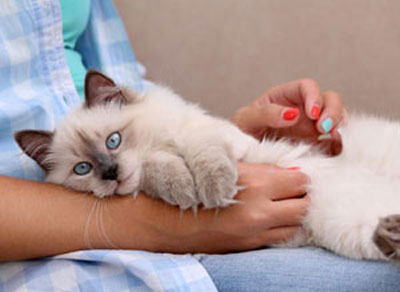 Person holding white cat