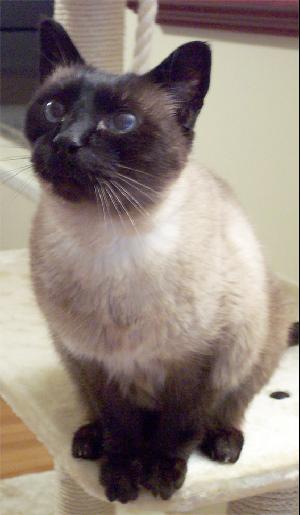 Siamese Cat