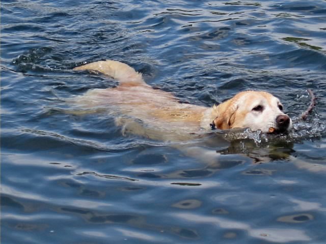 dog swimming